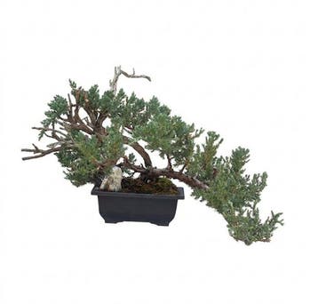 Jeneverbes bonsai (Juniperus) - Hoogte (boom): 29 cm -