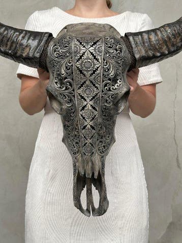 Authentieke grote grijze waterbuffelschedel, met de hand