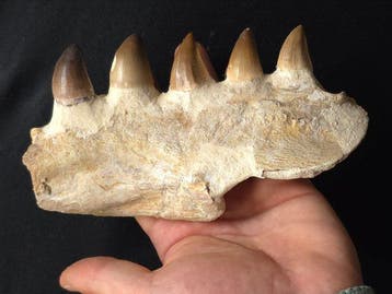 Mosasaurus - Fossiele tand - 16 cm