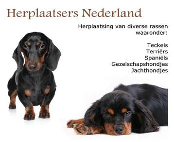 Kunt u of wilt u niet langer meer voor uw Teckeltje zorgen?, Geslacht onbekend, Eén hond, 3 tot 5 jaar, Nederland