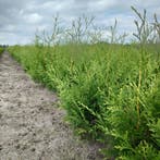 Thuja Brabant (groen, conifeer, Coniferen kopen?), Ophalen of Verzenden, Conifeer, Struik