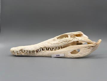 Nijlkrokodil Schedel van een reptiel - Crocodylus niloticus
