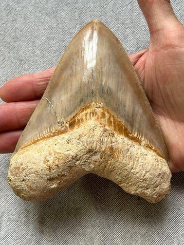 Grote Megalodon-tand 13,3 cm - Fossiele tand - Carcharocles, Verzamelen