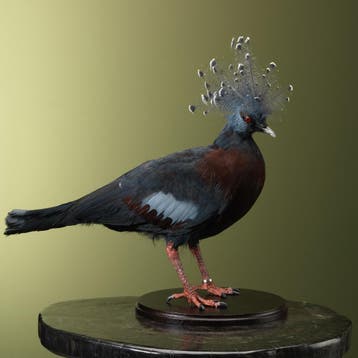 Victoria Kroonduif Waaierduif, Ophalen of Verzenden, Nieuw, Vogel, Opgezet dier