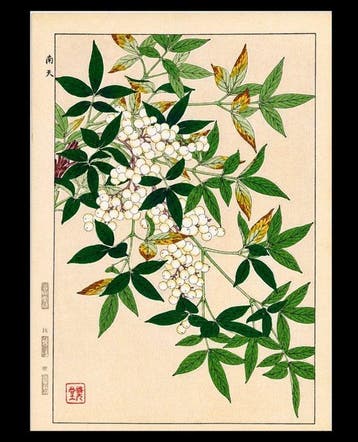 Nanten () / Nandina - Kawarazaki Shodo () - Japan, Antiek en Kunst