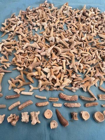 600 stuks haaien tanden incl. Wirbeln, Dino en meer !!!! -, Verzamelen