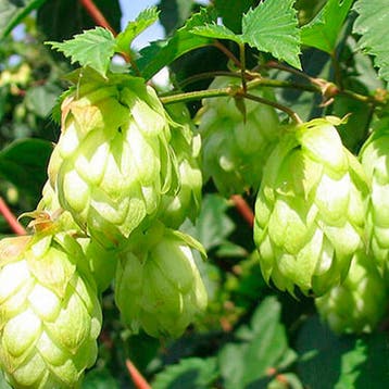 Hop Lupulus container (C2) Vaste planten, Groen, Verzenden, Vaste plant, Overige soorten