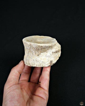 Mosasaurus - Fossiel bot - Mosasaurus Prognotodon (Zonder