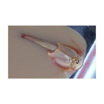 Triops Kweken Starterkit - Complete Set met Eitjes, Voer & T, Dieren en Toebehoren