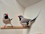 Beginnen met het houden van vogels?, Dieren en Toebehoren