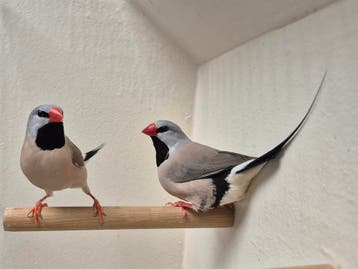 Beginnen met het houden van vogels?, Dieren en Toebehoren, Vogels | Overige Vogels