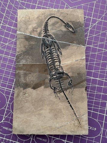 Fossiel reptiel: Keichousaurus – zeldzaam getuigenis uit het