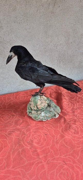 Roek Taxidermie wandmontage - Corvus frugilegus - volwassen