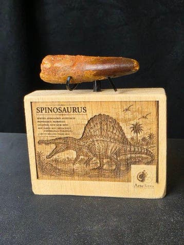 Spinosaurus - Fossiele tand - Spinosaur Aegyptiacus