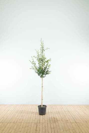 Crataegus x media Pauls Scarlet halfstam 120cm stam