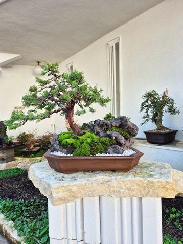 Bonsai van Itoigawa-juniper op steencompositie -