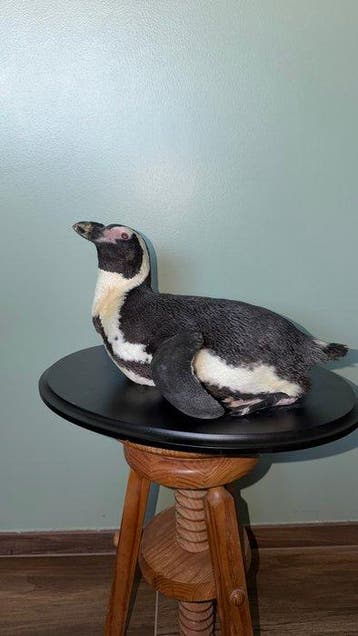 Pinguïn Taxidermie volledige montage - Spheniscus demersus -, Verzamelen, Nieuw
