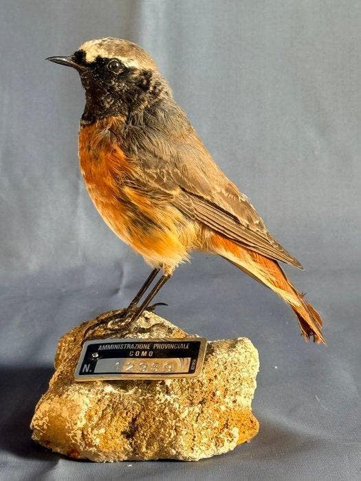 Codirosso Taxidermie volledige montage - Phoenicurus, Verzamelen, Dierenverzamelingen