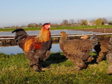 Tamme grote Brahmas, lieve kippen | Ingeënt en gezond, Meerdere dieren, Kip