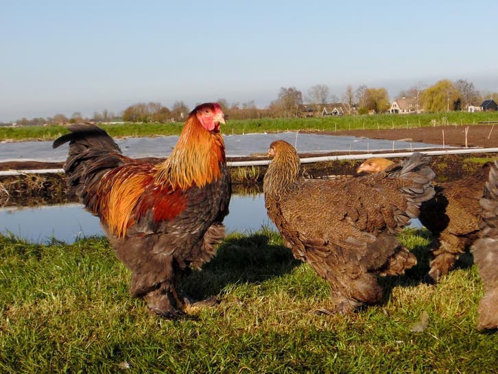 Tamme grote Brahmas, lieve kippen | Ingeënt en gezond, Dieren en Toebehoren, Pluimvee, Kip, Meerdere dieren