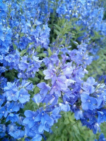 Ereprijs Veronica spicata Ulster Dwarf Blue / knallblau, Ophalen of Verzenden, Zomer, Vaste plant, Volle zon