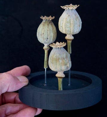 Opio Taxidermie volledige montage - Papaver somniferum - 14
