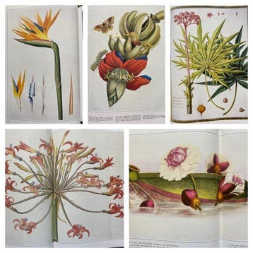 Dr. Martyn Rix. - Botanical Illustration. - 1981