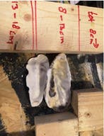 Oesterschelpen biologisch watercleaned < 8 cm 16 stuks, Ophalen of Verzenden, Nieuw