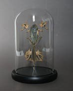 Kikker Taxidermie volledige montage - Racophorus reinwardtii