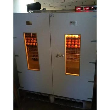 MS2000 Slaglatten Broedmachine – 2100 eieren – Nieuw, Ophalen of Verzenden, Nieuw