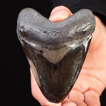 Megalodon-tand - Fossiele tand - Carcharocles Megalodon -, Nieuw