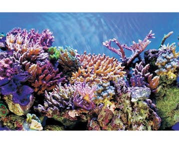 Superfish Deco Poster A , Afmetingen: 150x61 cm, Ophalen of Verzenden, Nieuw