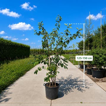 Meerstammige krentenboom | Amelanchier lamarckii