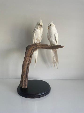 Valkparkiet Taxidermie volledige montage - Nymphicus, Verzamelen, Nieuw