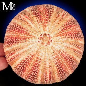 Exquisiet Echinus Esculentus - Natuurlijke levendige kleur, Antiek en Kunst