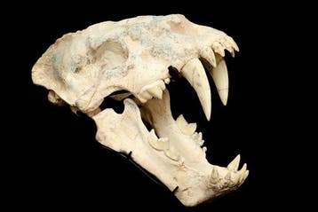Fossiele schedel - Homotherium ( saber-toothed tiger) - 33, Verzamelen