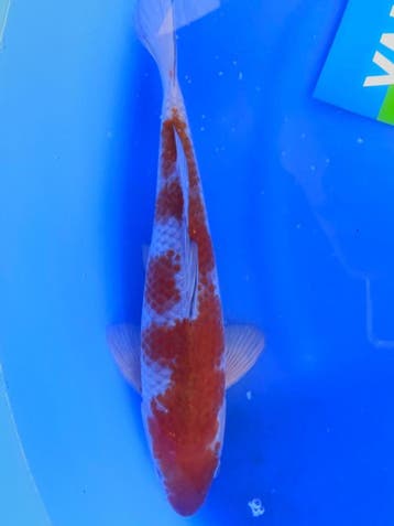 HQ Ochiba Singure van Yamaju 37cm (Japanse Koi), Dieren en Toebehoren, Vissen | Vijvervissen, Karper of Koi