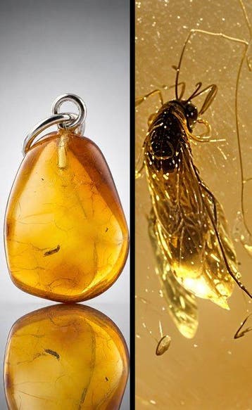 Premium Baltische amberhanger – oude parasitaire wesp en