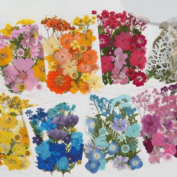 30 Stuks Gedroogde Persbloemen - Natuurlijke Bloemen & Blade, Verzenden, Nieuw