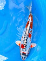 HQ Doitsu Kujaku van Ozumi Ikarashi 40cm (Japanse Koi), Dieren en Toebehoren, Vissen | Vijvervissen, Karper of Koi