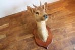Ree Taxidermie wandmontage - Capreolus capreolus - 37 cm -
