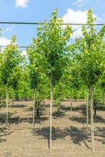 Acer rubrum Red Sunset hoogstam 20/25