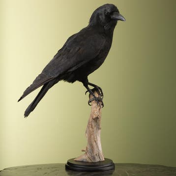 Zwarte Kraai Taxidermie Opgezette Dieren By Max, Ophalen of Verzenden, Nieuw, Vogel, Opgezet dier