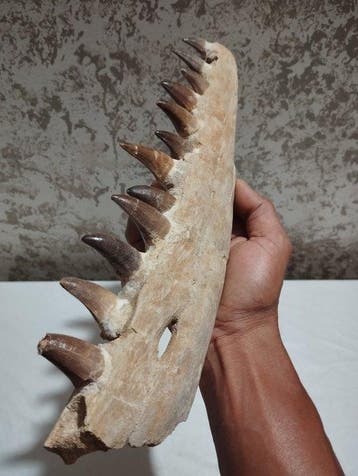 Zeereptiel - Gefossiliseerde kaak - Mosasaurus sp. - 37.5 cm, Verzamelen, Mineralen en Fossielen