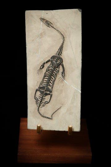 Fossiel - Fossiele matrix - Keichousaurus sp. - 21 cm - 10