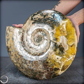 Natuurlijke zeldzaam gekleurde ammoniet fossiel- 8384.29 g