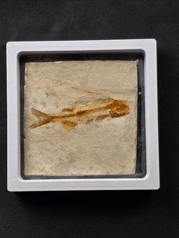Vis - Gefossiliseerd dier - Lycoptera - 11 cm (Zonder, Verzamelen