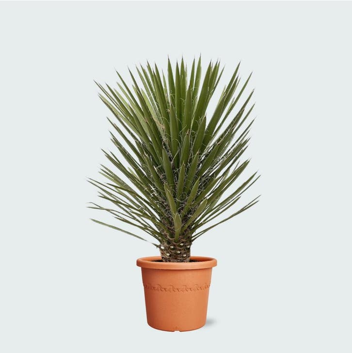 Green Bubble - YFA30VC Yucca Filifera Australis -100cm, Tuin en Terras, Planten | Tuinplanten, Ophalen of Verzenden