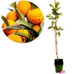 Diospyros kaki Sharon + Pot 23cm, Verzenden, Volle zon