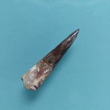 Spinosaurus - Fossiele tand - 64 mm - 15 mm (Zonder